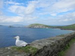 Dingle06