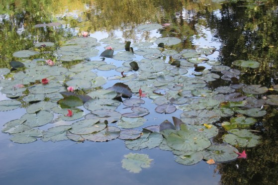Water Lilies!