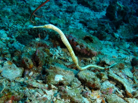 Richelieu - Sea Whip Pipefish
