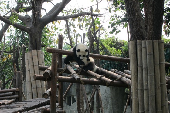 Pandas 08