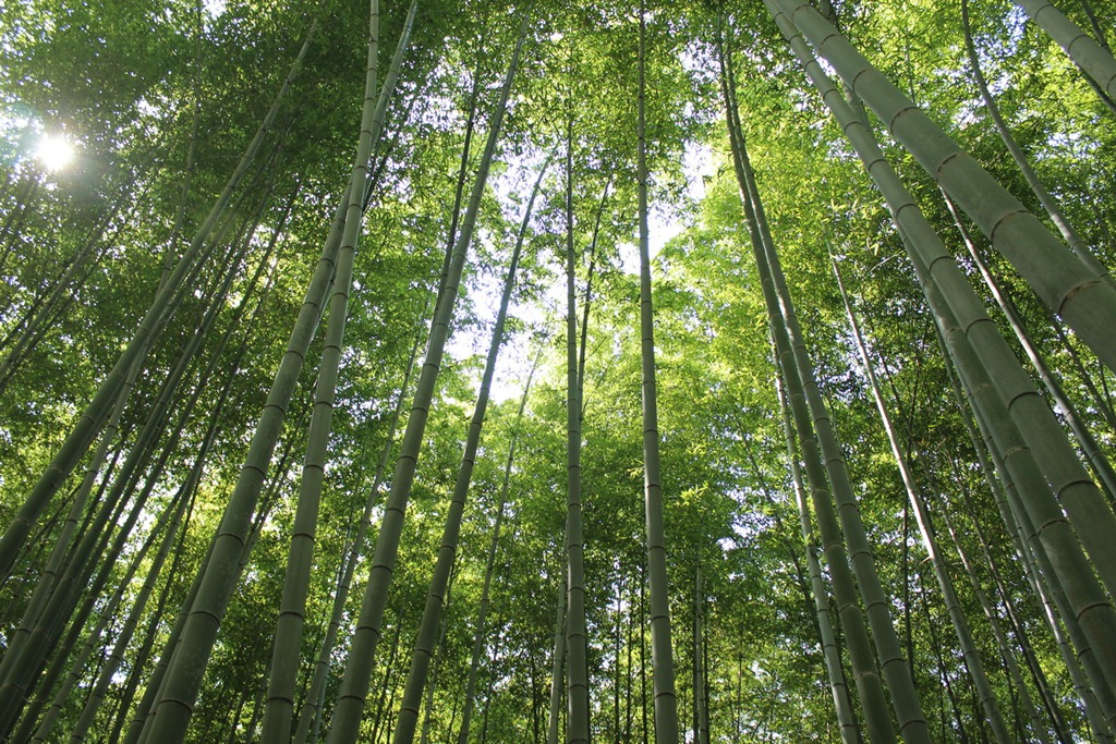 Arashiyama 15