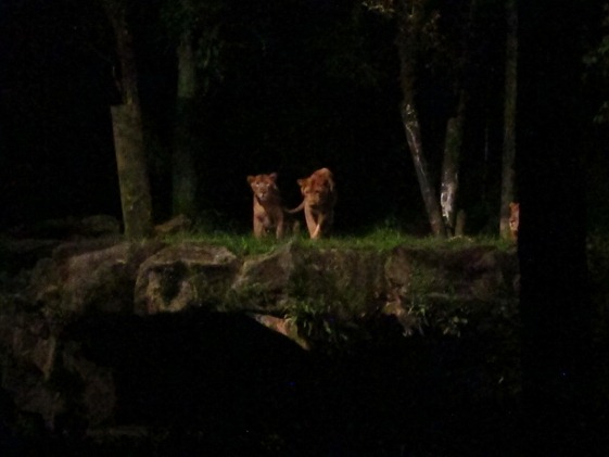Night Safari