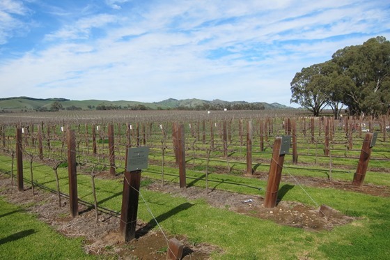 Barossa Wineries 01
