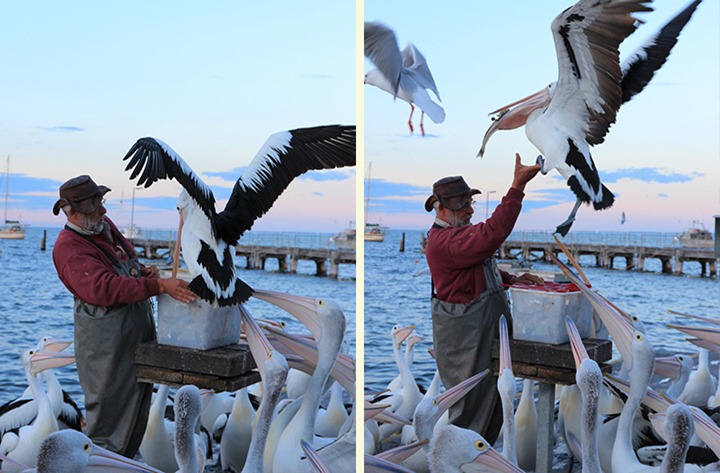 Pelican Feeding