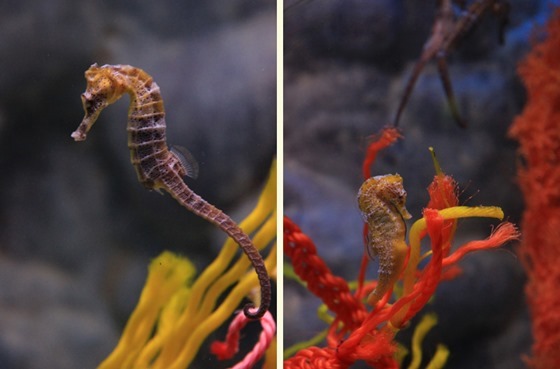 Seahorses