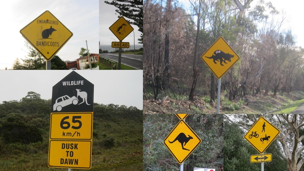 Animals Crossing