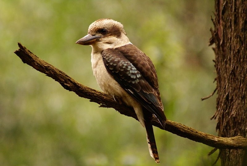 Kookaburra