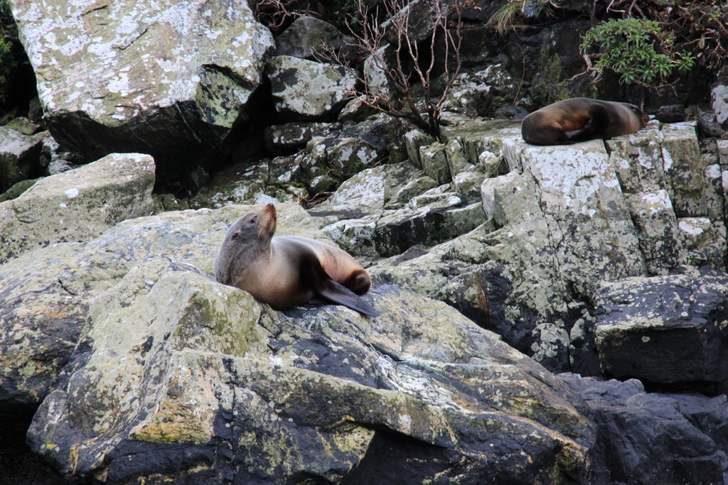 Milford Sound 16