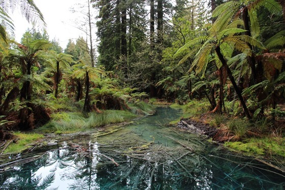 Rotorua 14