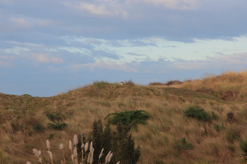 Penguins in New Zealand Reality
