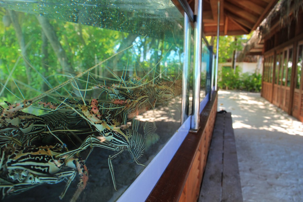 Maldives Cheap Eats 004