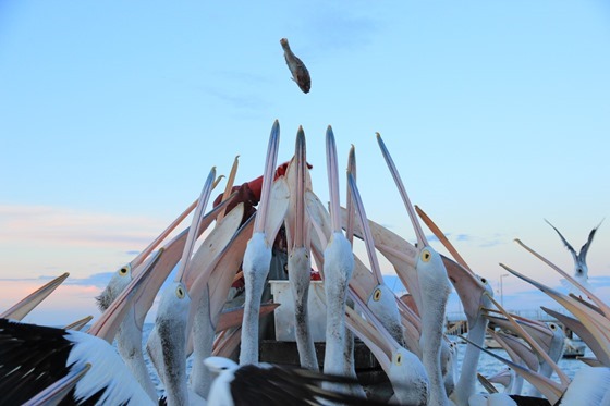 KI - Getting There and Pelicans 030