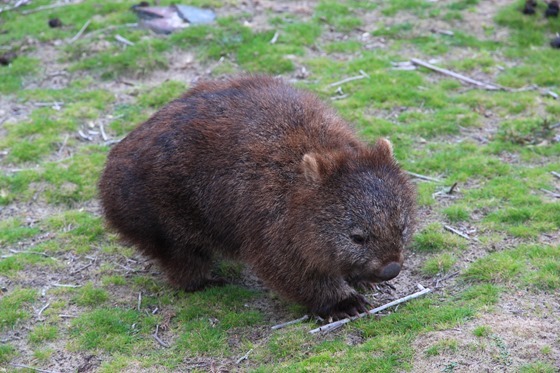 Tassie - Platypus Seahorse Park 024