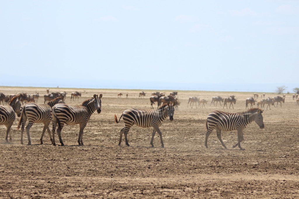 Lake Manyara 013