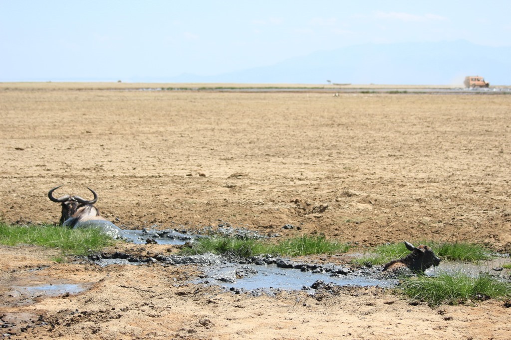 Lake Manyara 014