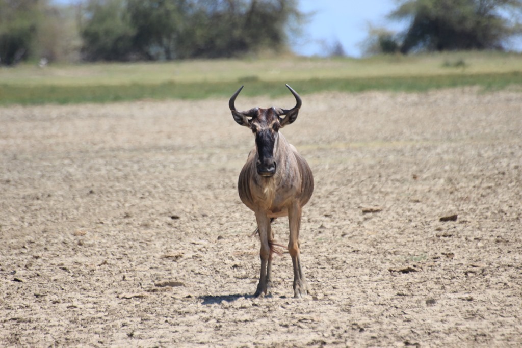 Lake Manyara 017