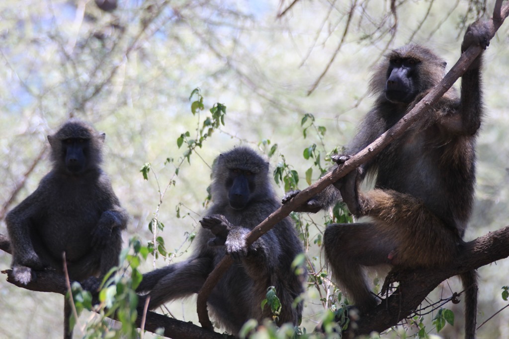 Lake Manyara 024