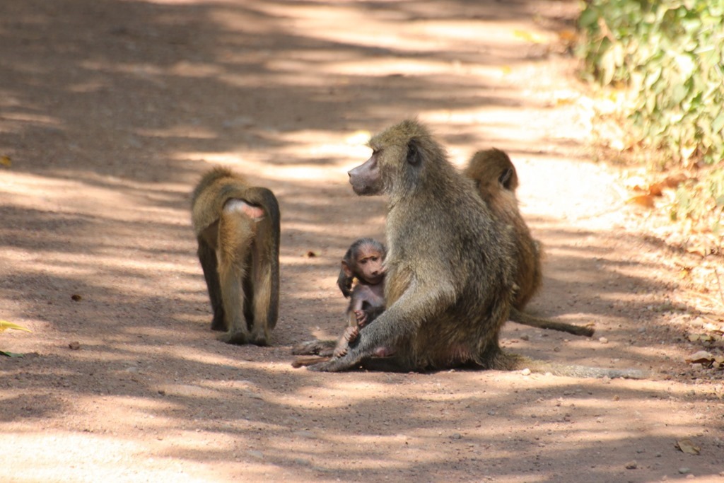 Lake Manyara 028