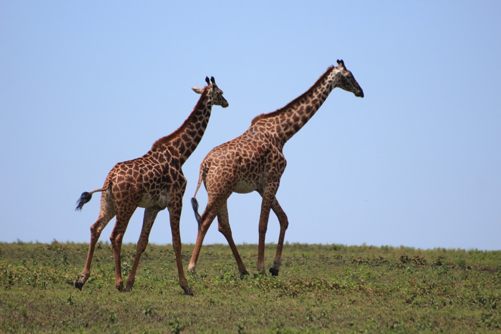 Ngorongo Park Day 1 006