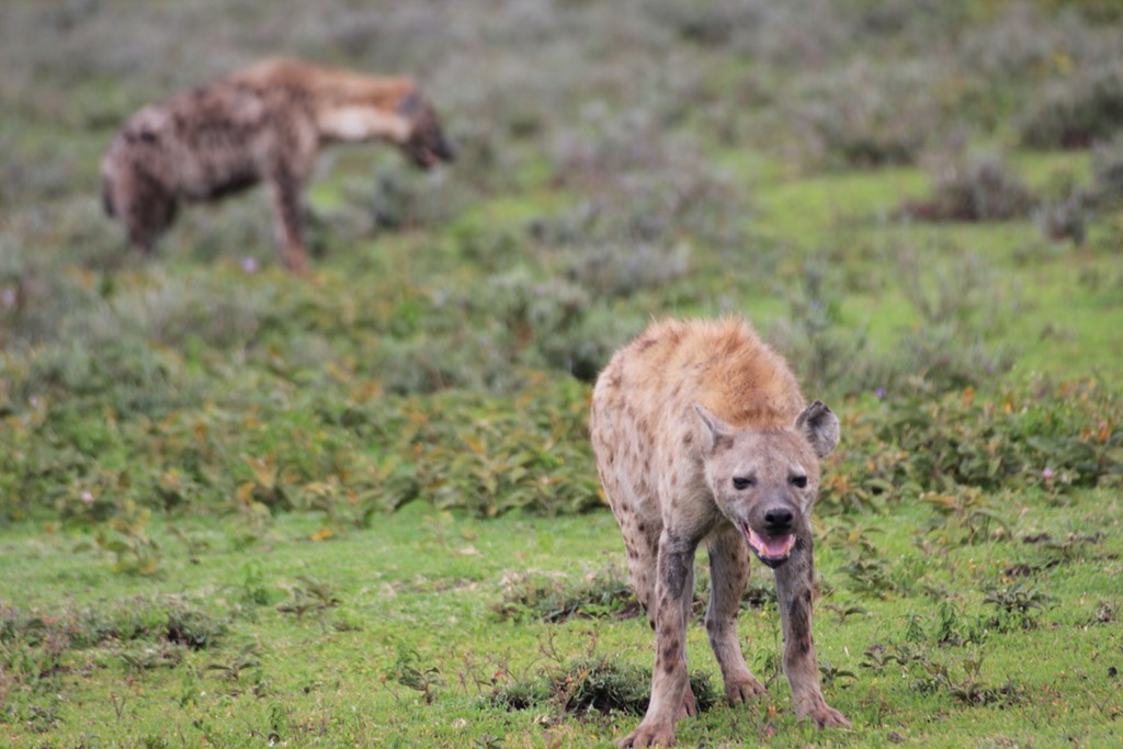 Ngorongo Park Day 1 008
