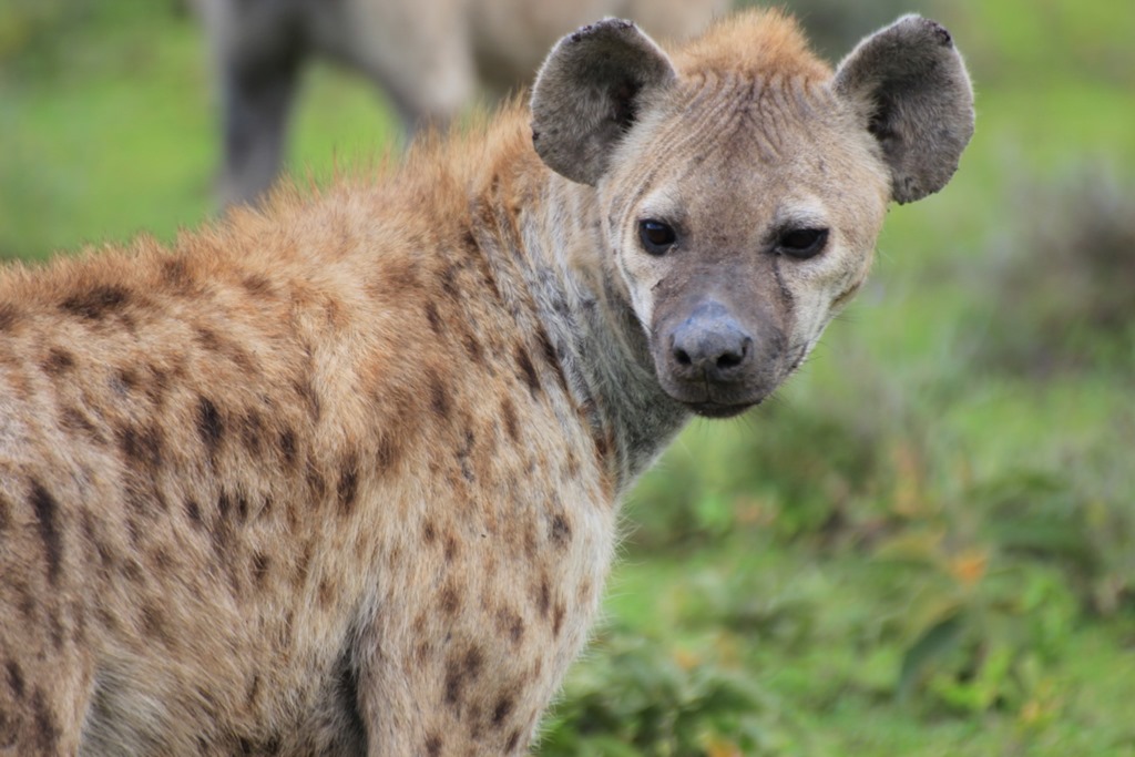 Ngorongo Park Day 1 009