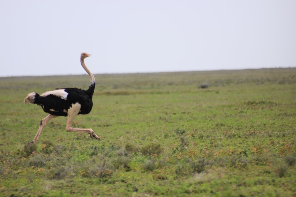 Ngorongo Park Day 1 011