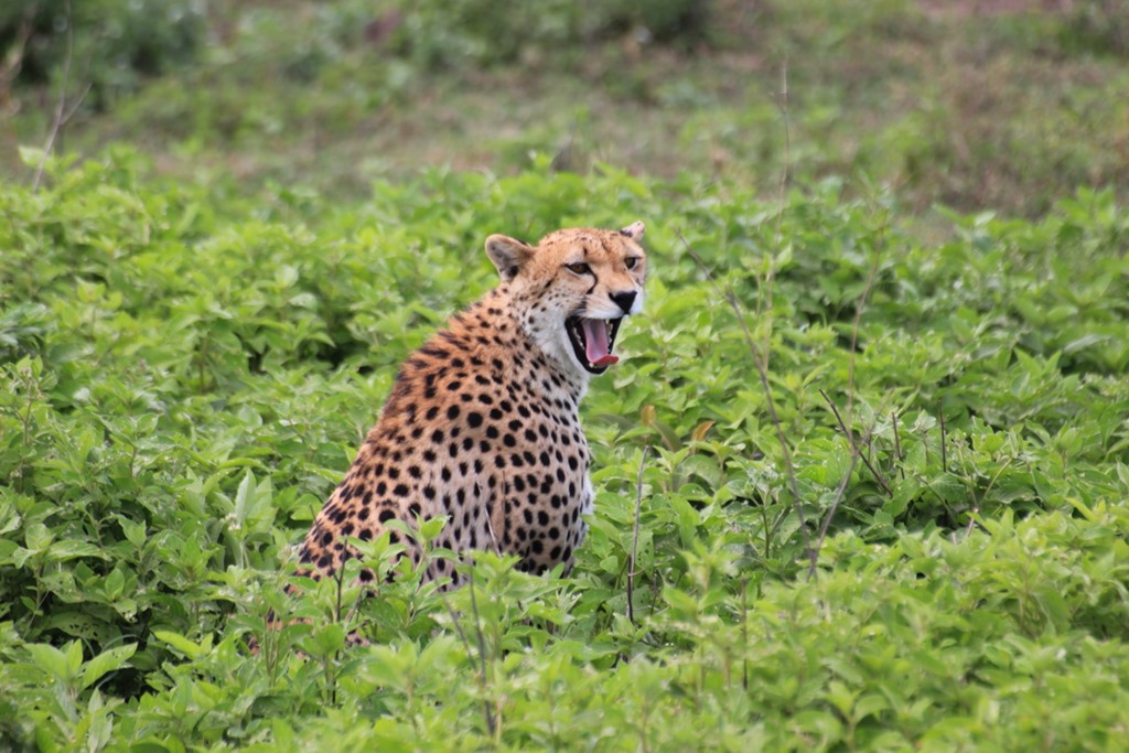 Ngorongo Park Day 1 013