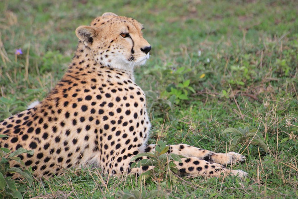 Ngorongo Park Day 1 018