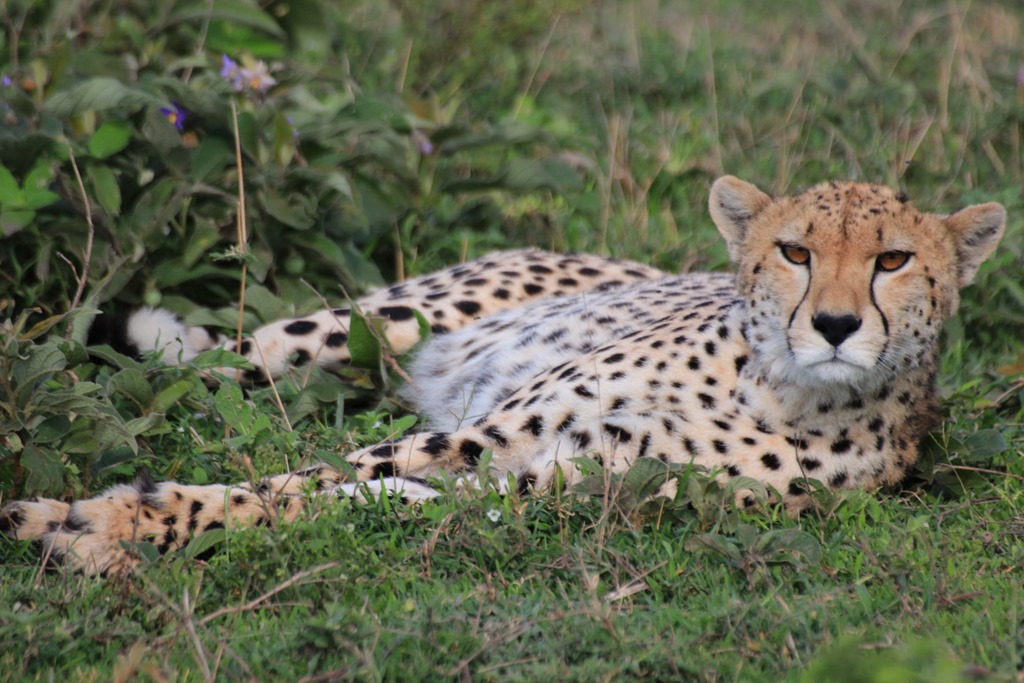 Ngorongo Park Day 1 020