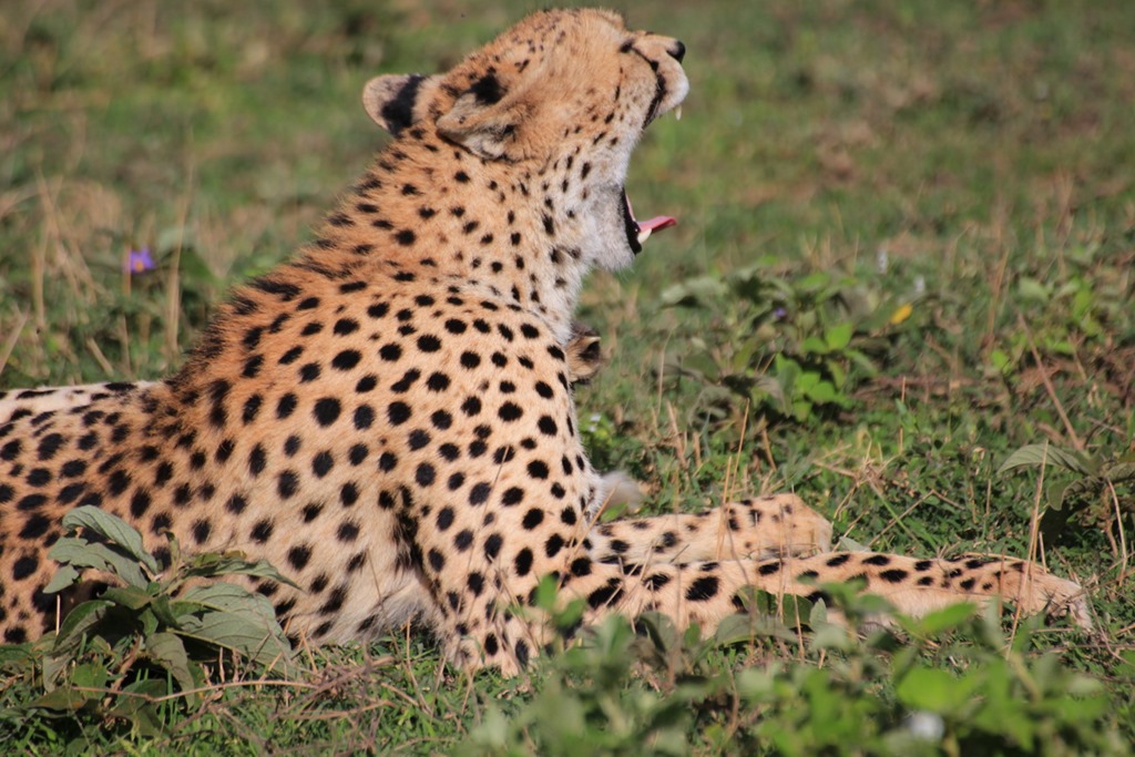 Ngorongo Park Day 1 022