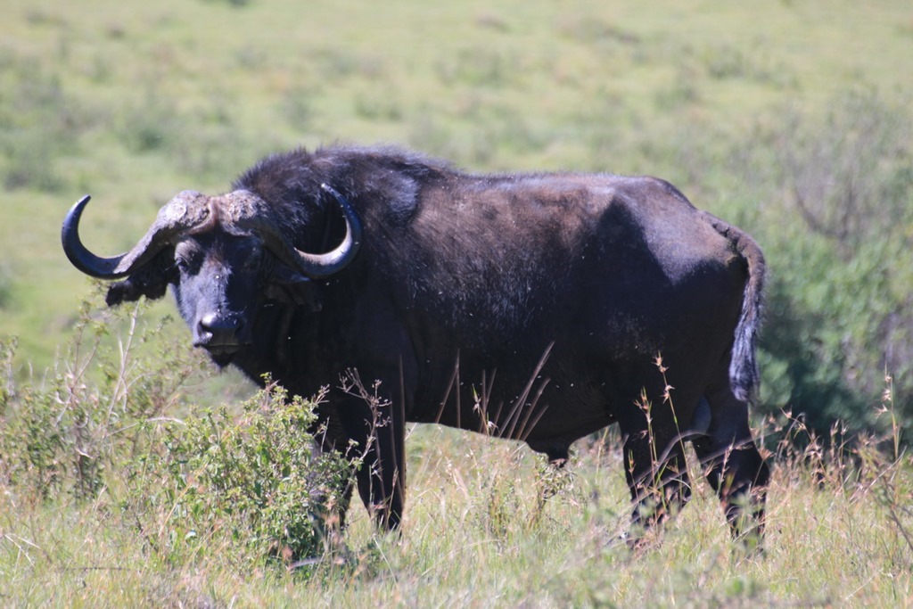Ngorongoro Crater 012