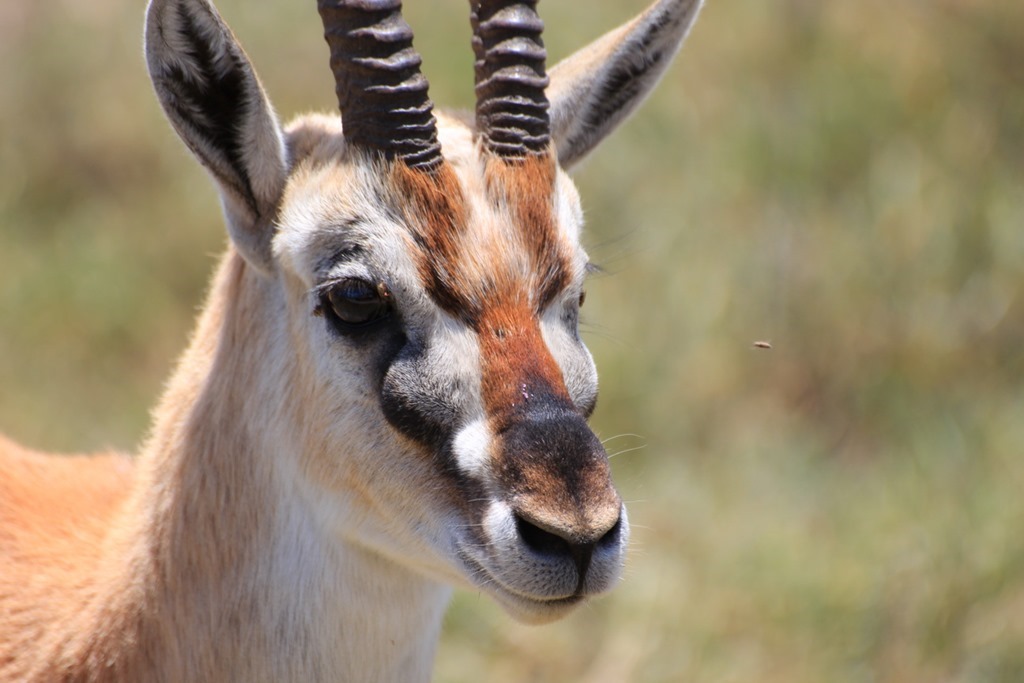 Ngorongoro Crater 014