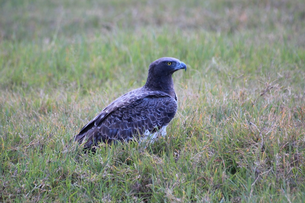 Ngorongoro Crater 015