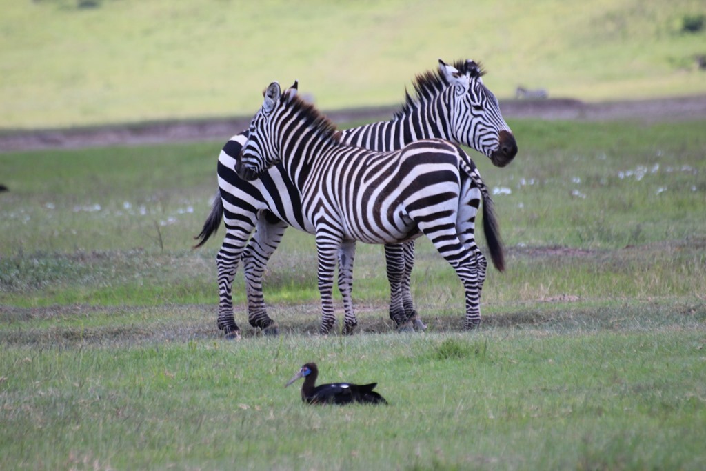 Ngorongoro Crater 016