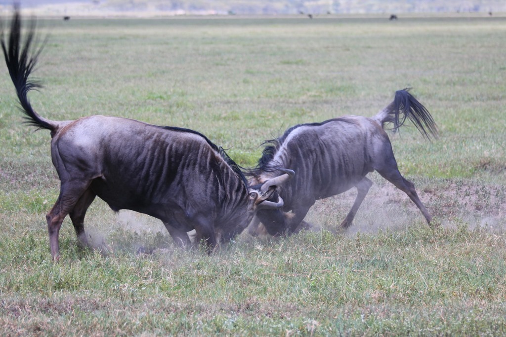 Ngorongoro Crater 018