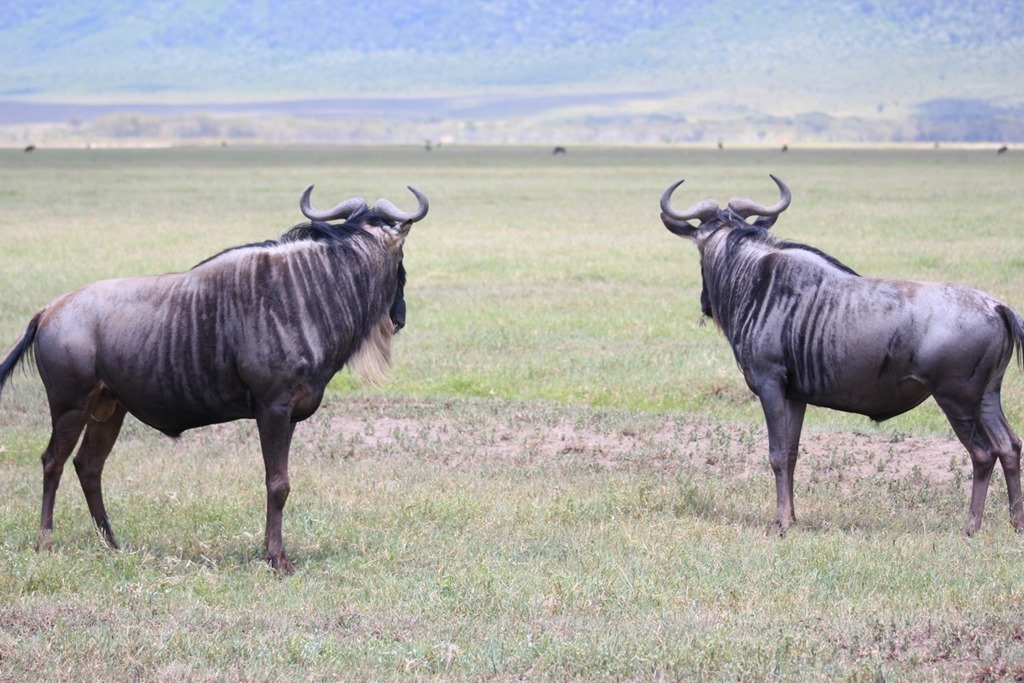 Ngorongoro Crater 019