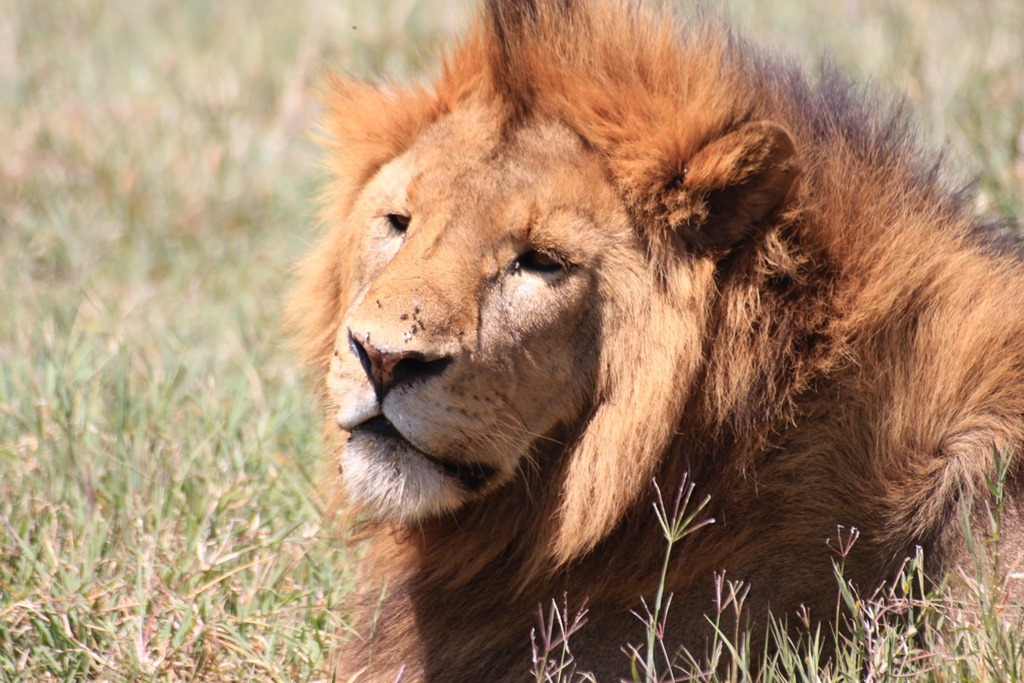 Ngorongoro Crater 026