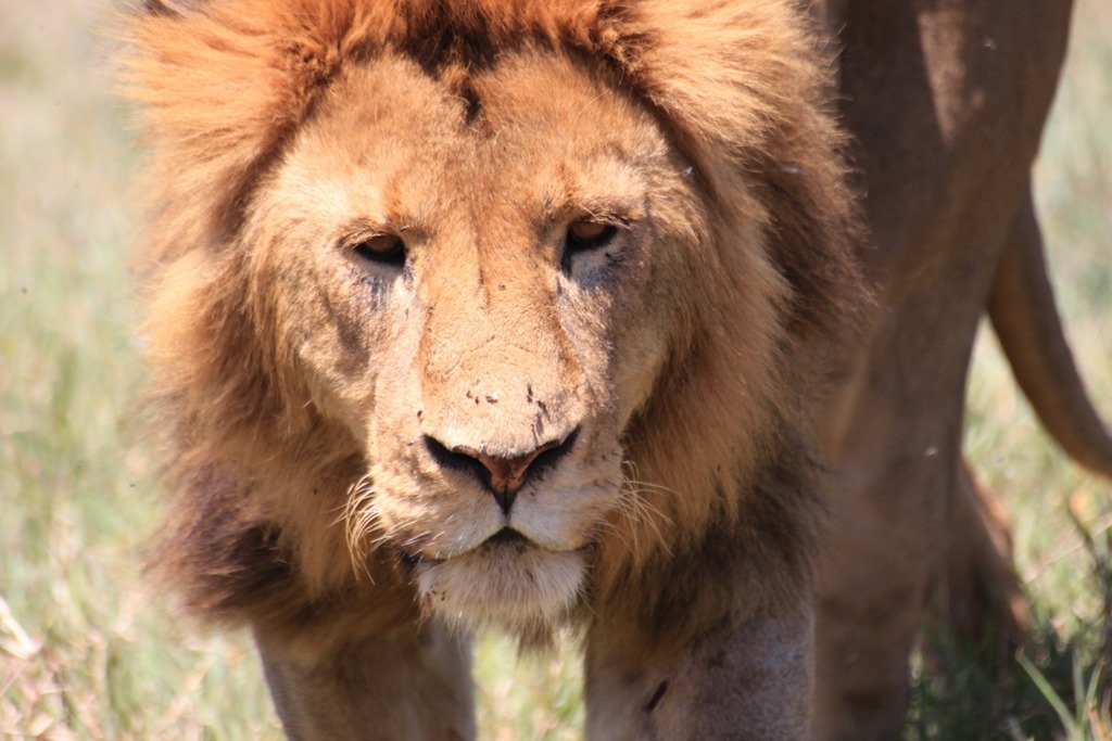 Ngorongoro Crater 028