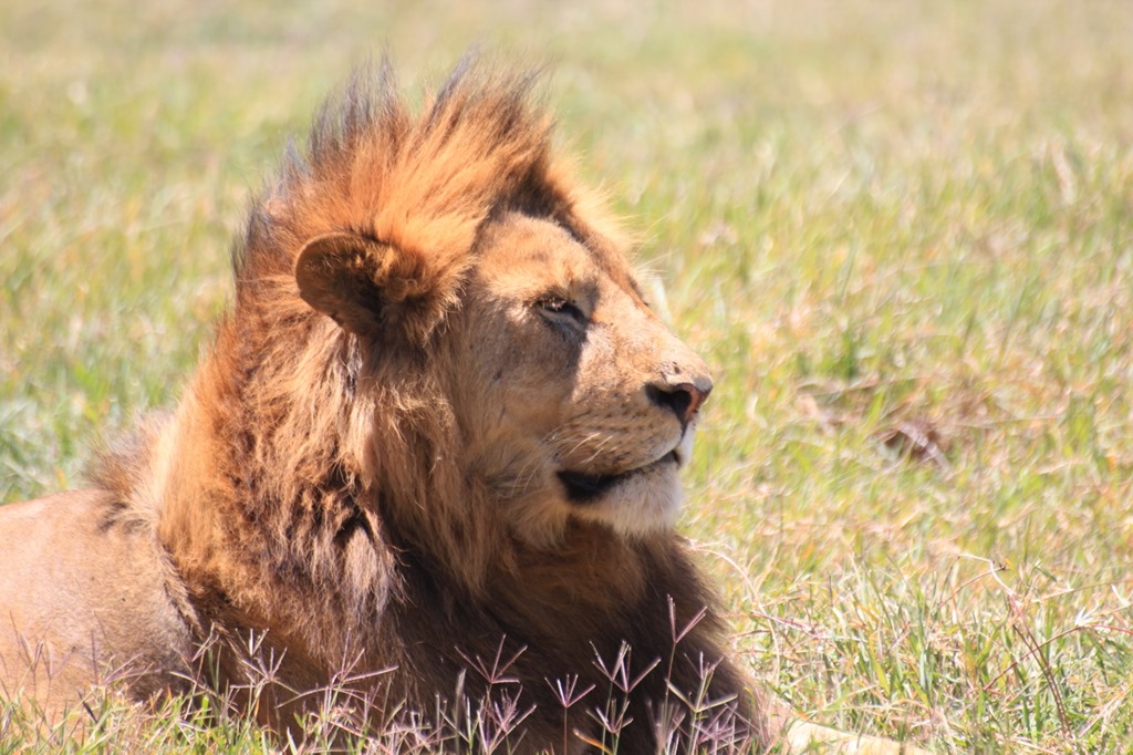 Ngorongoro Crater 034