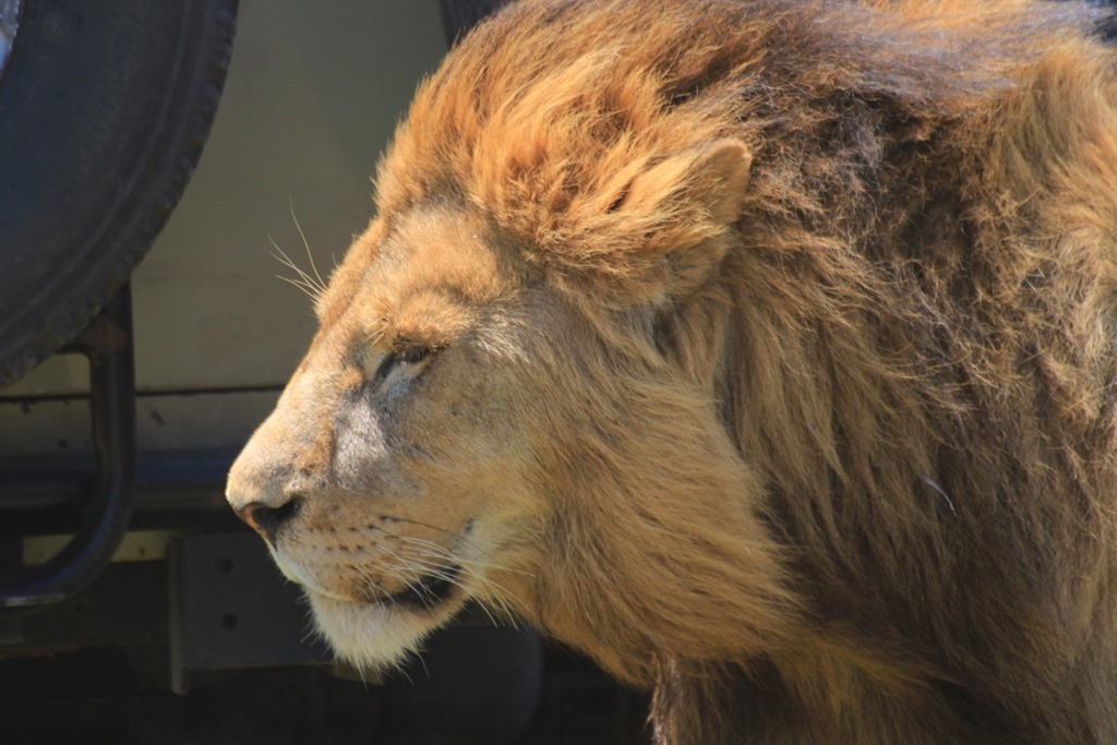 Ngorongoro Crater 035