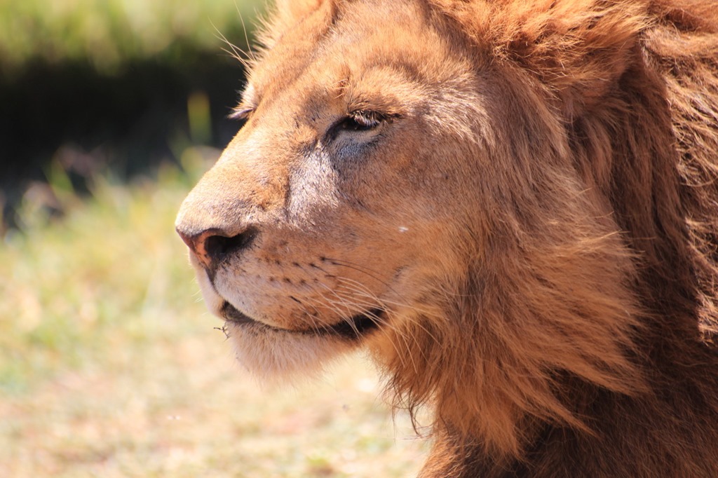 Ngorongoro Crater 038