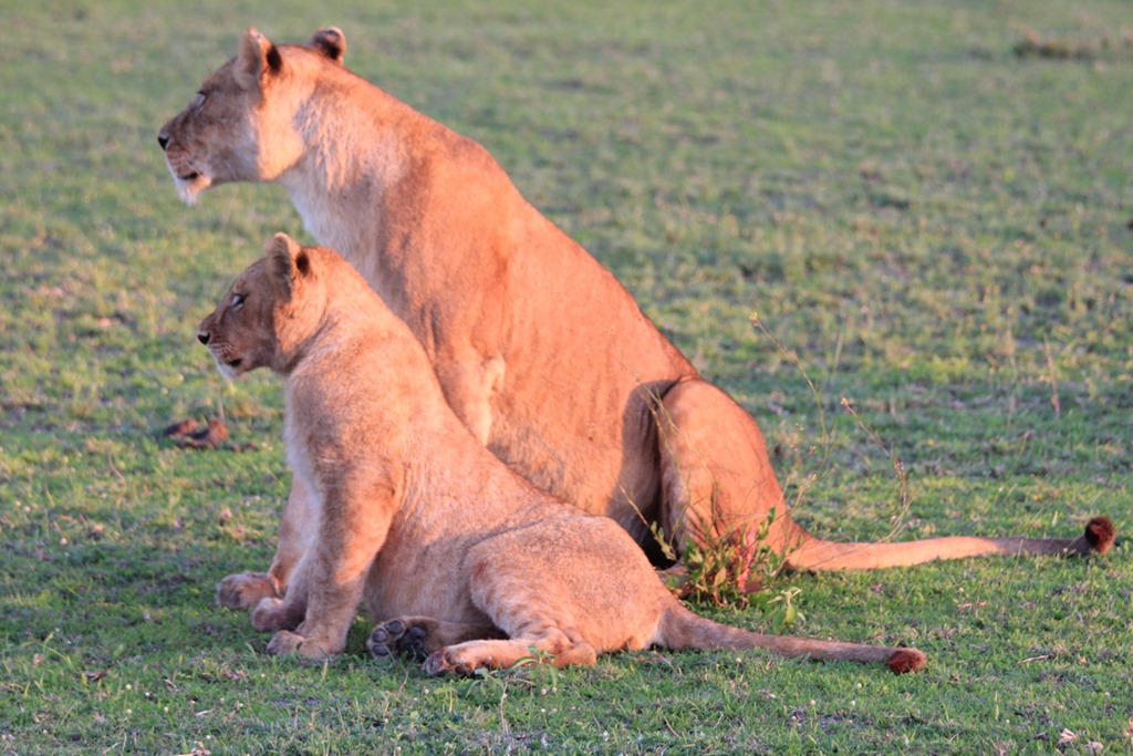Ngorongoro Park Day 2 003
