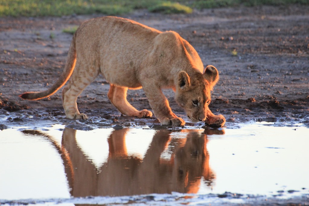 Ngorongoro Park Day 2 005