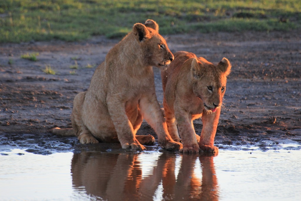 Ngorongoro Park Day 2 007
