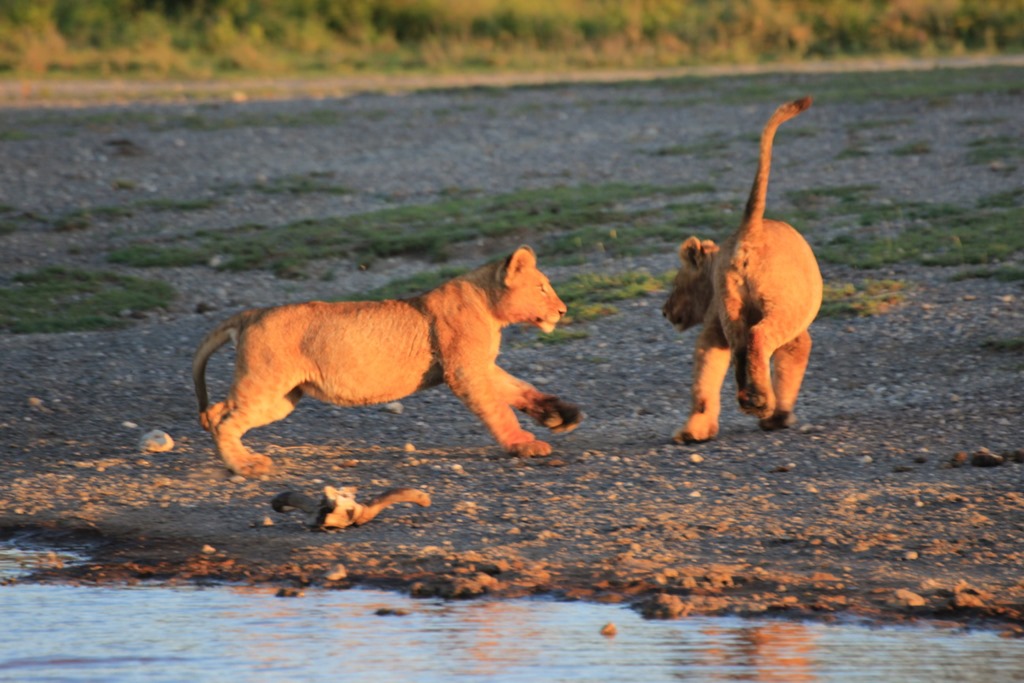 Ngorongoro Park Day 2 008