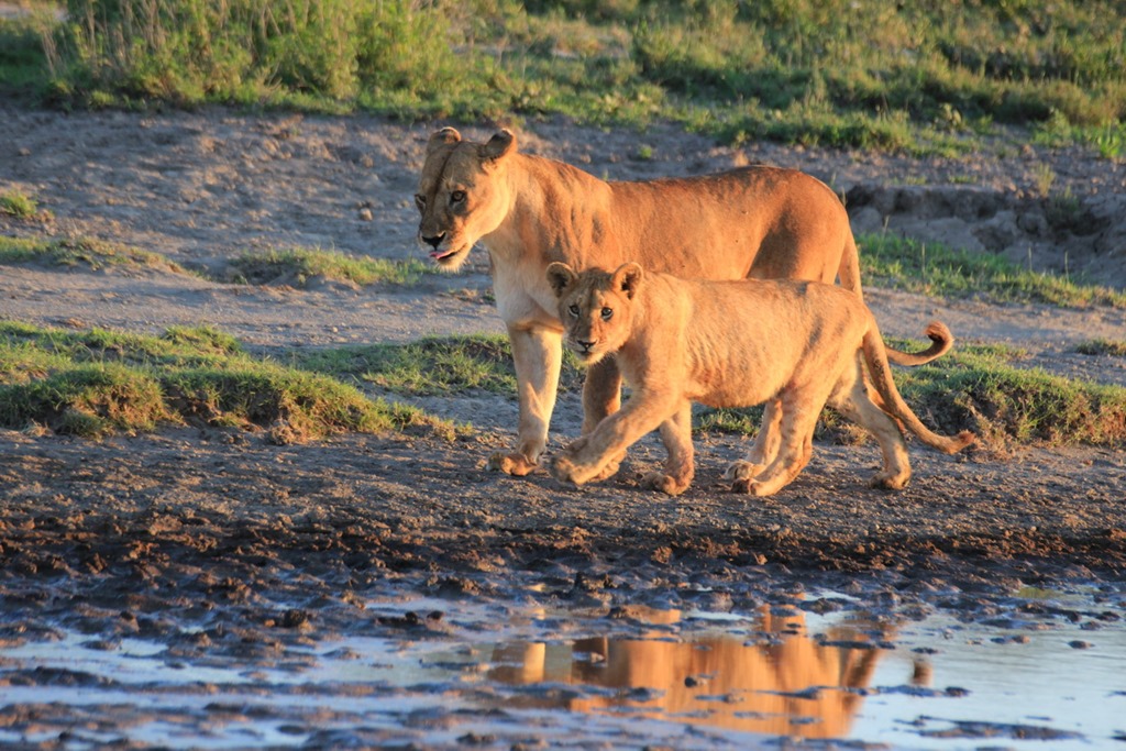 Ngorongoro Park Day 2 009