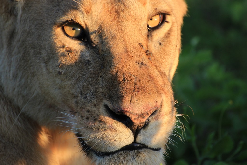 Ngorongoro Park Day 2 010
