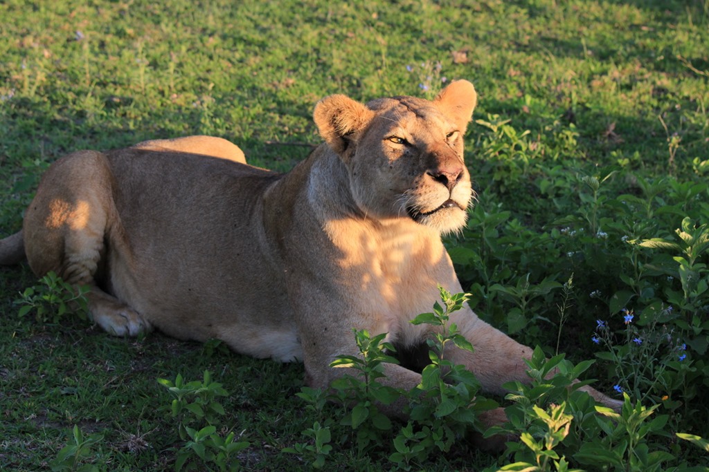 Ngorongoro Park Day 2 011