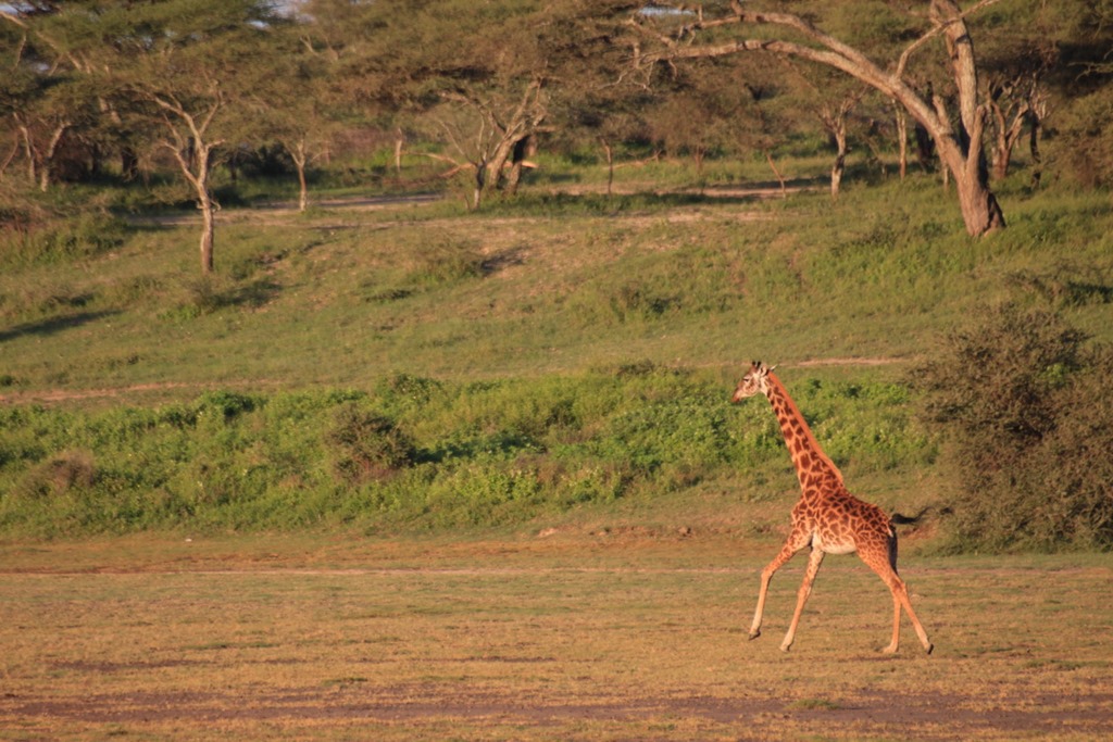 Ngorongoro Park Day 2 014