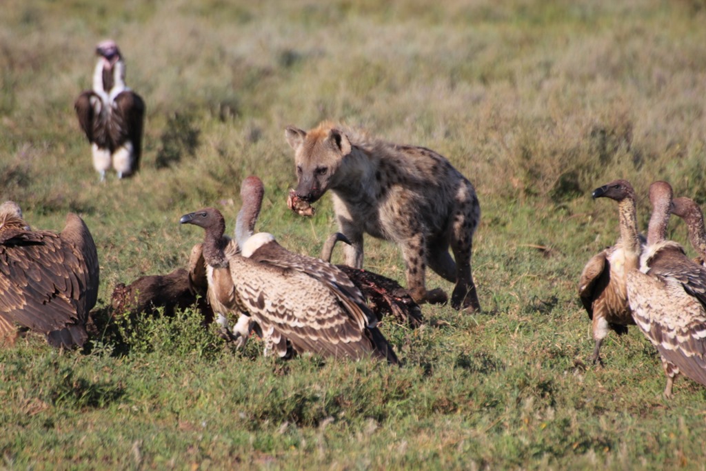 Ngorongoro Park Day 2 020